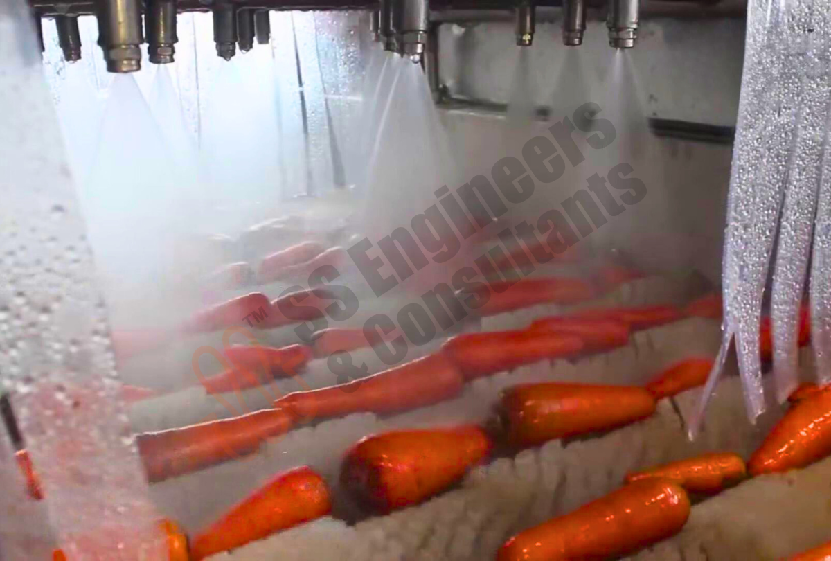 Root Vegetables Washing Sorting